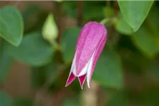 Clematis texensis 'Princess Diana' Topfgröße 2 Liter, Höhe 60-100cm