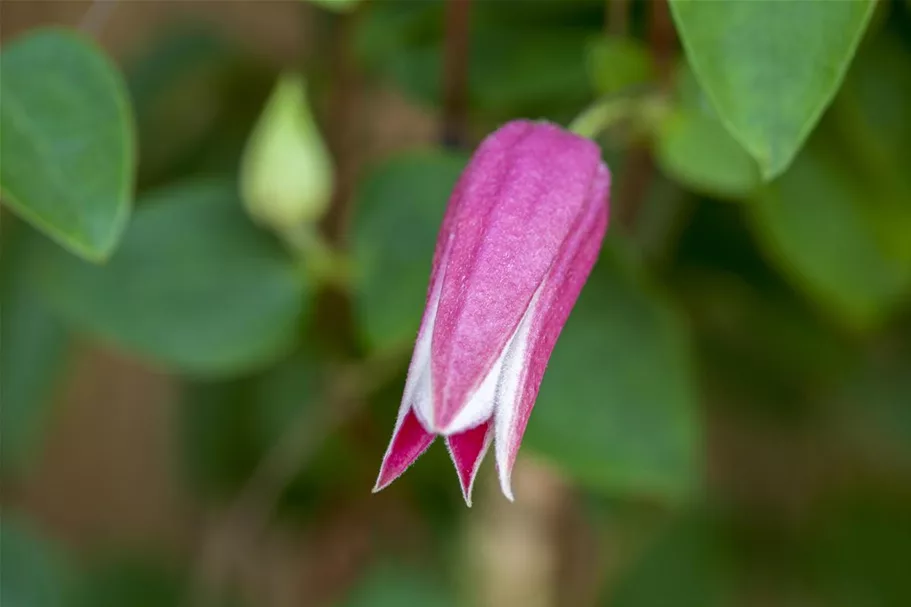 Clematis texensis 'Princess Diana' Topfgröße 2 Liter, Höhe 60-100cm