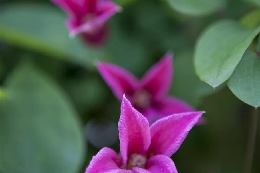 Clematis texensis 'Princess Diana' Topfgröße 2 Liter, Höhe 60-100cm