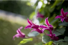 Clematis texensis 'Princess Diana' Topfgröße 2 Liter, Höhe 60-100cm