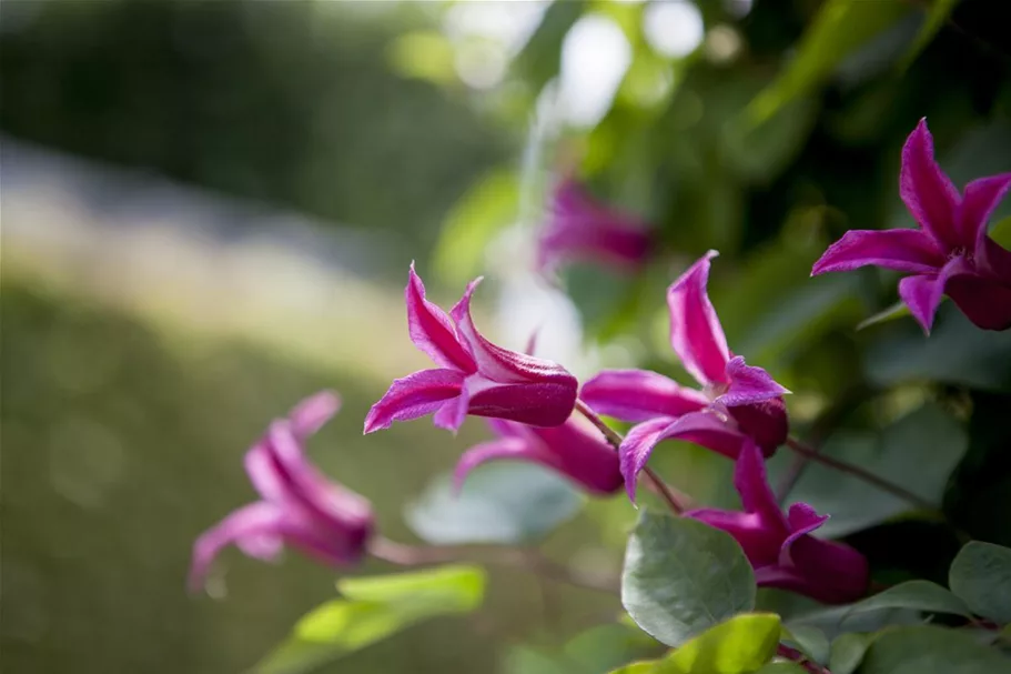 Clematis texensis 'Princess Diana' Topfgröße 2 Liter, Höhe 60-100cm