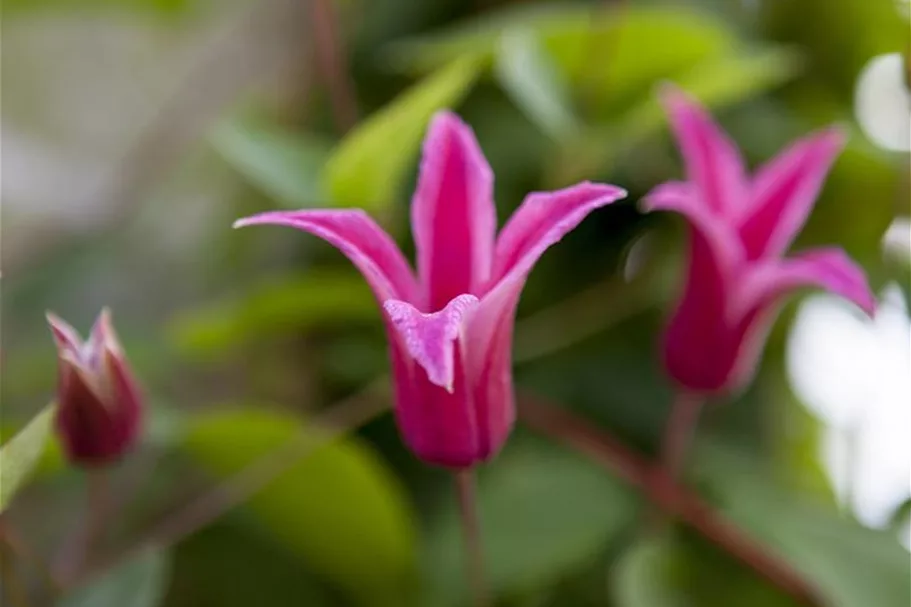 Clematis texensis 'Princess Diana' Topfgröße 2 Liter, Höhe 60-100cm