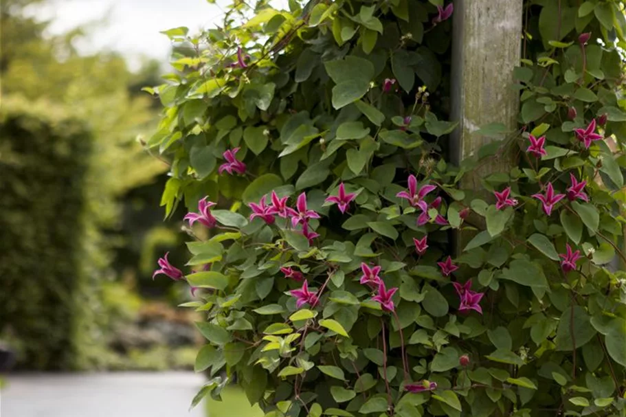 Clematis texensis 'Princess Diana' Topfgröße 2 Liter, Höhe 60-100cm