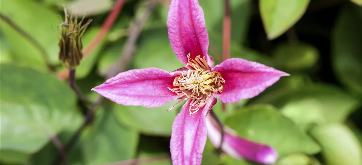 Clematis texensis 'Duchess of Albany' Topfgröße 2 Liter, Höhe 60-100cm