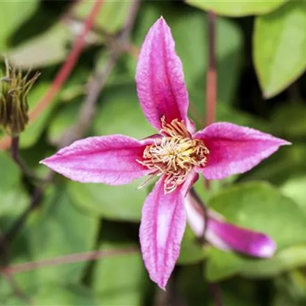 Clematis texensis 'Duchess of Albany'