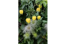 Clematis tangutica Topfgröße 2 Liter, Höhe 60-100cm