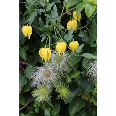 Clematis tangutica