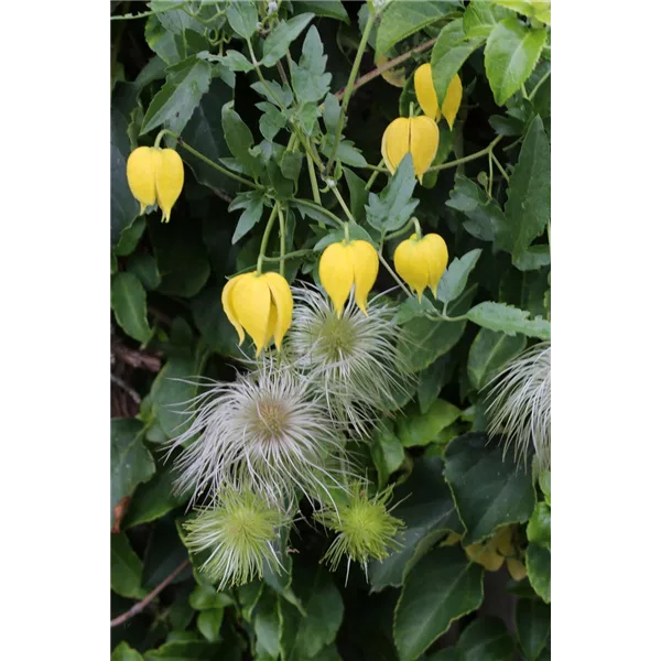 Clematis tangutica