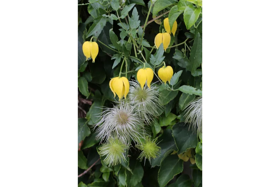 Clematis tangutica Topfgröße 2 Liter, Höhe 60-100cm