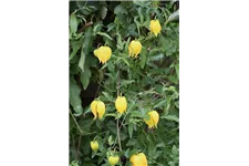 Clematis tangutica Topfgröße 2 Liter, Höhe 60-100cm