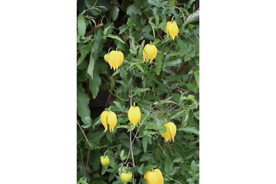 Clematis tangutica Topfgröße 2 Liter, Höhe 60-100cm