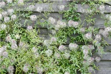 Clematis tangutica Topfgröße 2 Liter, Höhe 60-100cm