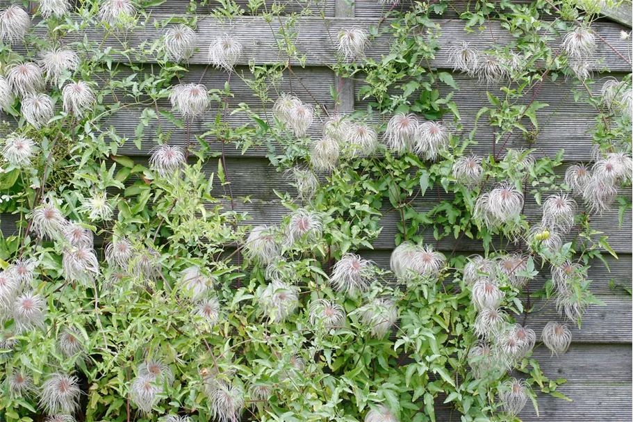 Clematis tangutica Topfgröße 2 Liter, Höhe 60-100cm