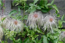 Clematis tangutica Topfgröße 2 Liter, Höhe 60-100cm