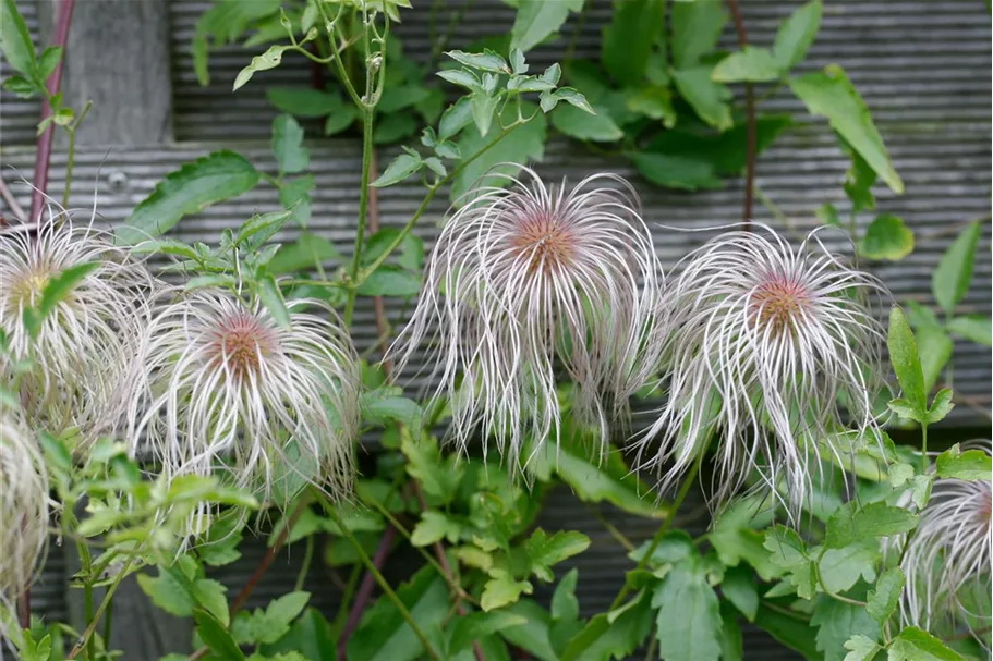 Clematis tangutica Topfgröße 2 Liter, Höhe 60-100cm