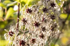 Clematis tangutica Topfgröße 2 Liter, Höhe 60-100cm