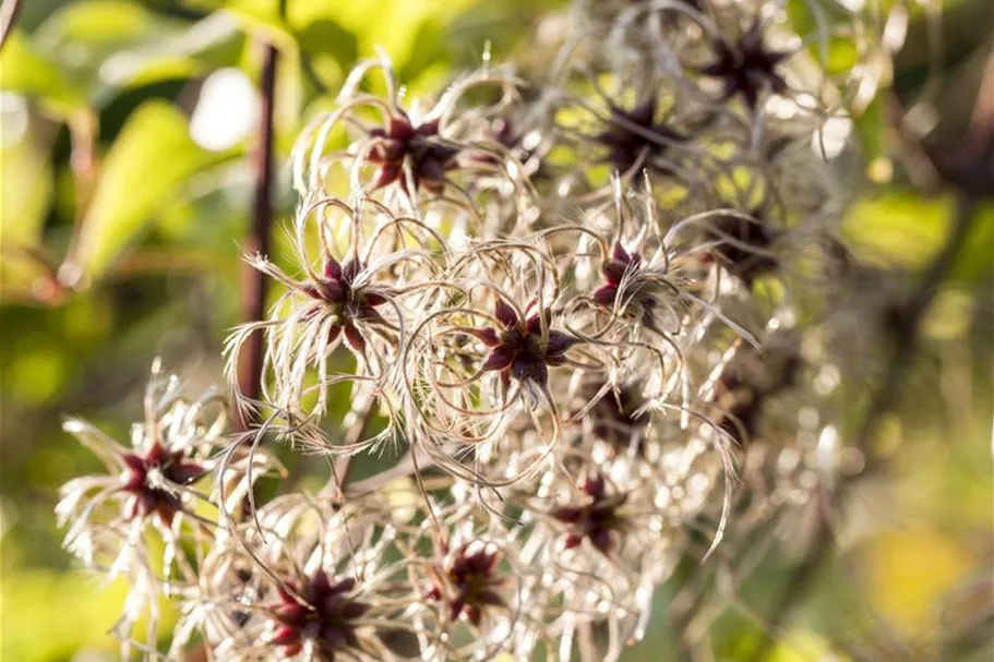 Clematis tangutica Topfgröße 2 Liter, Höhe 60-100cm