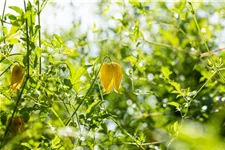 Clematis tangutica Topfgröße 2 Liter, Höhe 60-100cm