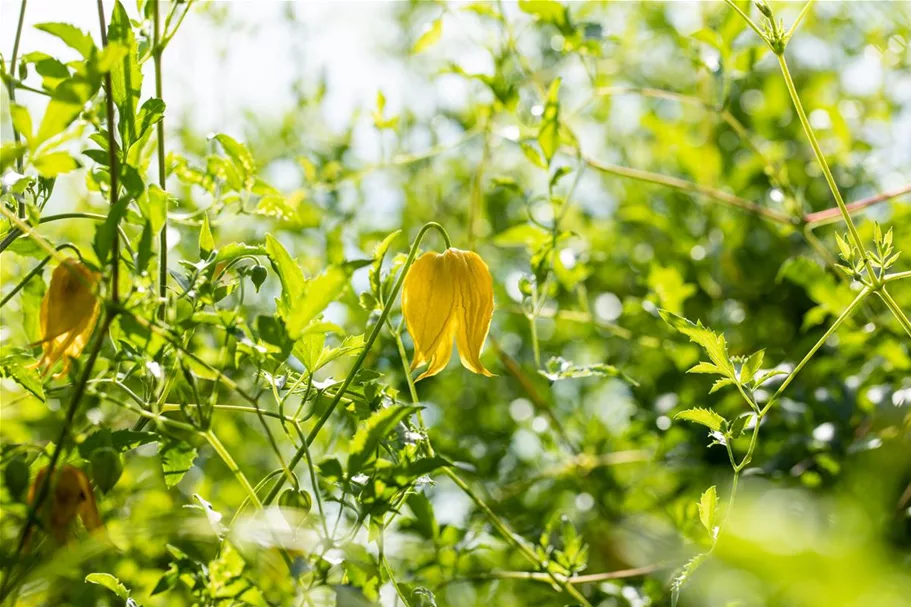 Clematis tangutica Topfgröße 2 Liter, Höhe 60-100cm