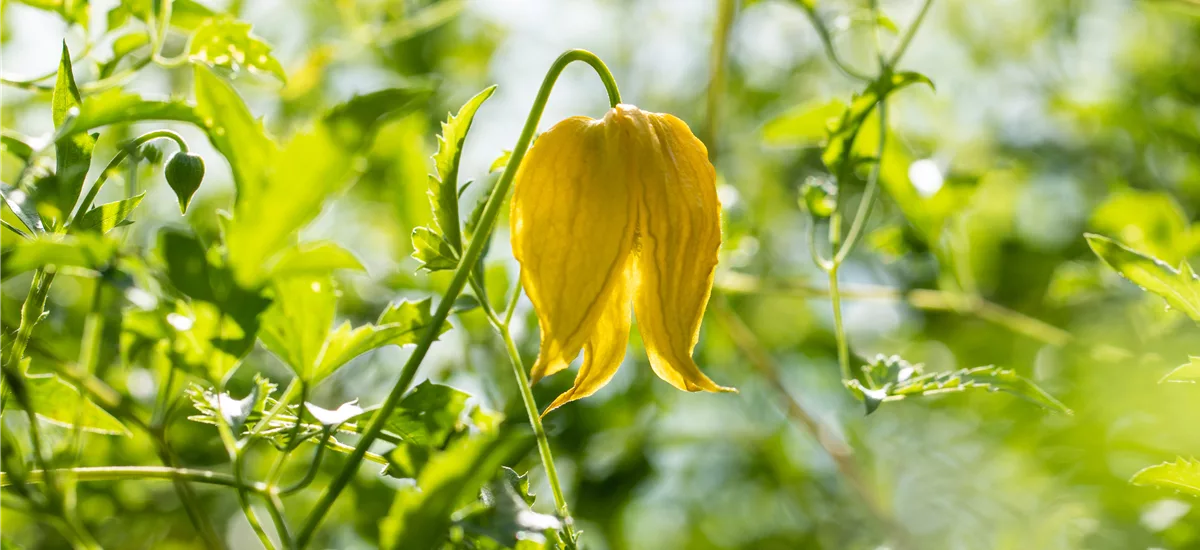 Clematis serratifolia 'Golden Tiara'® Topfgröße 2 Liter, Höhe 60-100cm