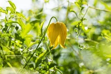 Clematis tangutica Topfgröße 2 Liter, Höhe 60-100cm