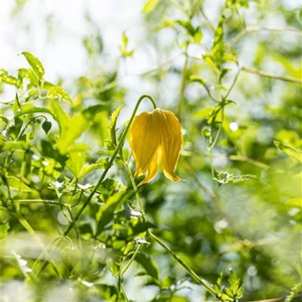 Clematis serratifolia 'Golden Tiara'®