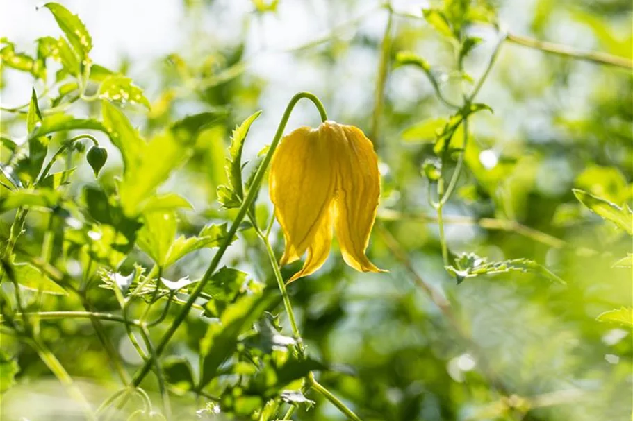 Clematis tangutica Topfgröße 2 Liter, Höhe 60-100cm