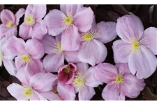 Clematis montana 'Tetrarose' Topfgröße 2 Liter, Höhe 60-100cm