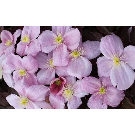 Clematis montana 'Tetrarose'