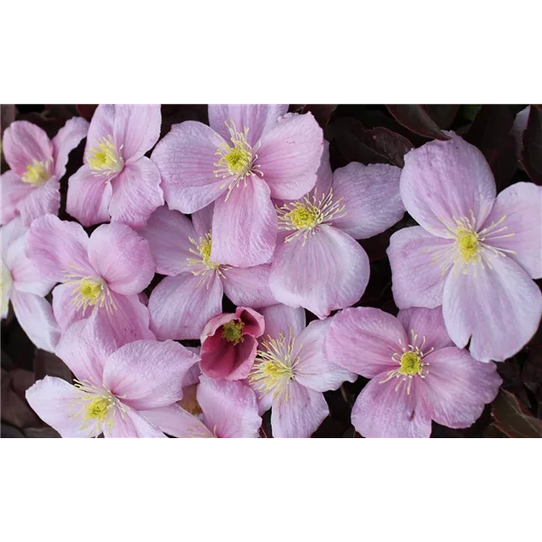 Clematis montana 'Tetrarose'