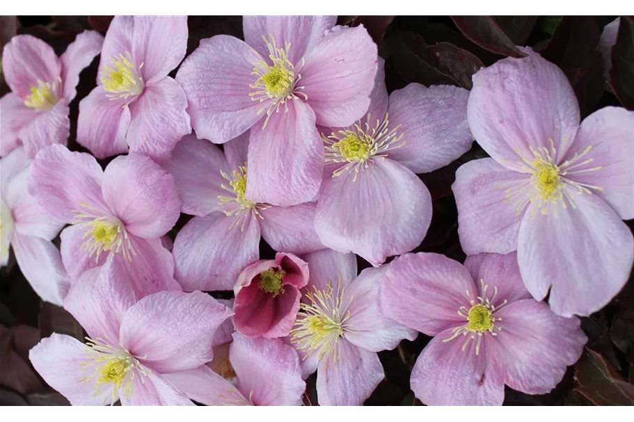 Clematis montana 'Tetrarose' Topfgröße 2 Liter, Höhe 60-100cm