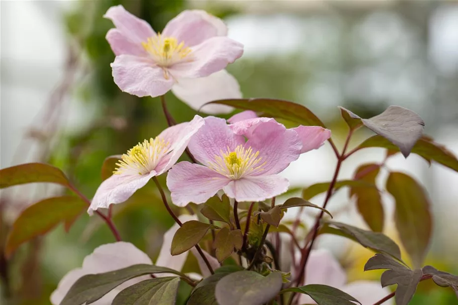 Clematis montana 'Tetrarose' Topfgröße 2 Liter, Höhe 60-100cm