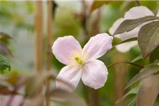 Clematis montana 'Tetrarose' Topfgröße 2 Liter, Höhe 60-100cm