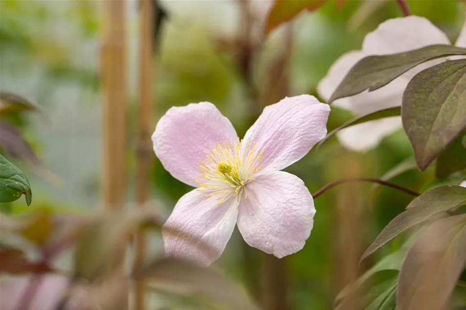 Clematis montana 'Tetrarose' Topfgröße 2 Liter, Höhe 60-100cm