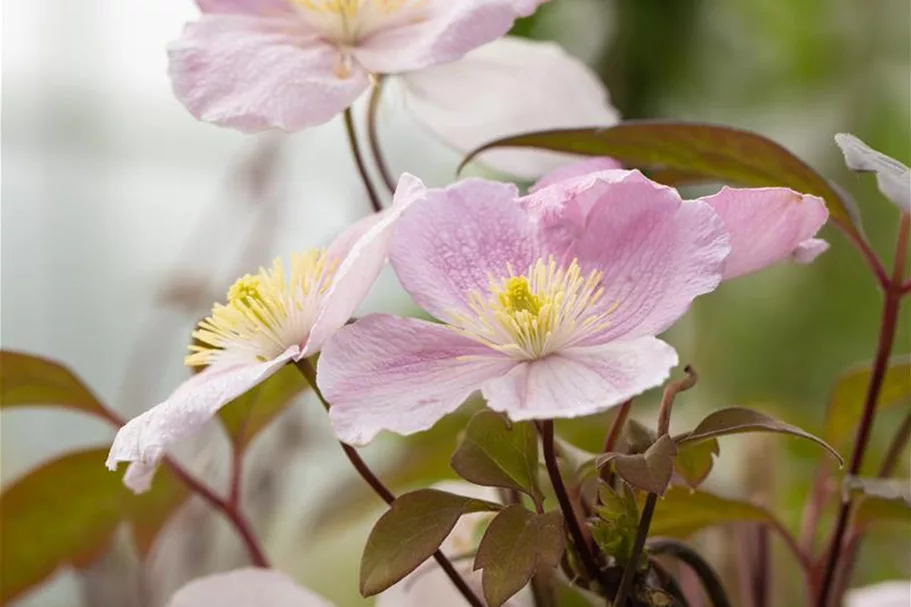 Clematis montana 'Tetrarose' Topfgröße 2 Liter, Höhe 60-100cm