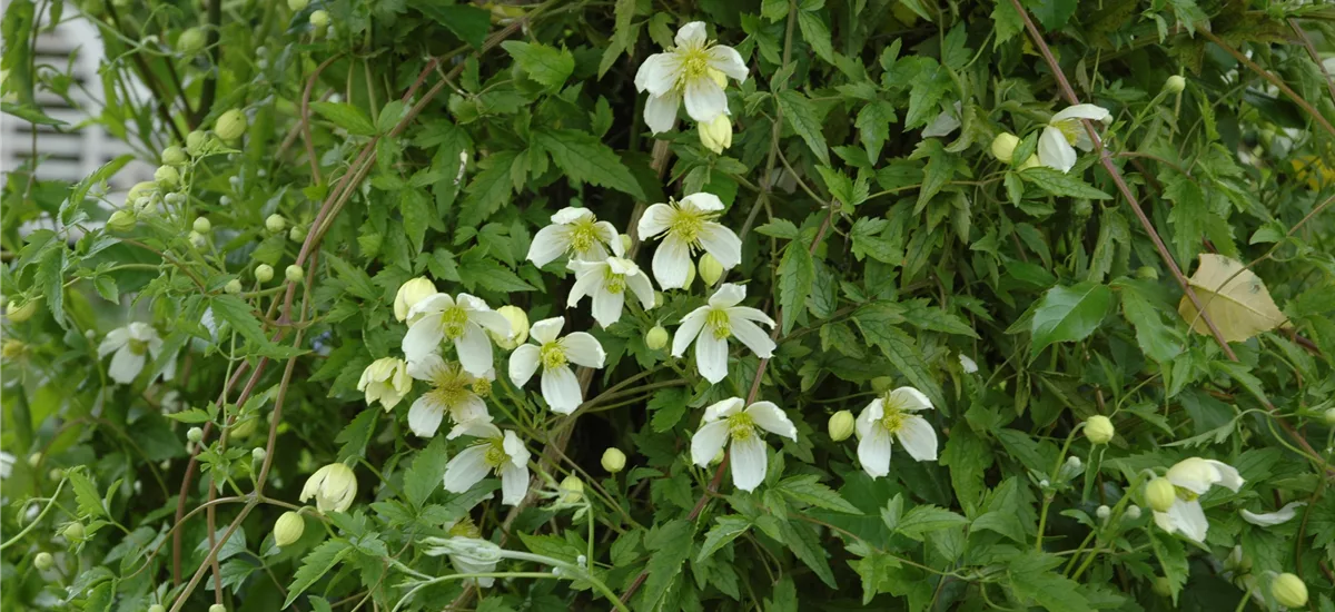 Clematis montana 'Superba' Topfgröße 2 Liter, Höhe 60-100cm