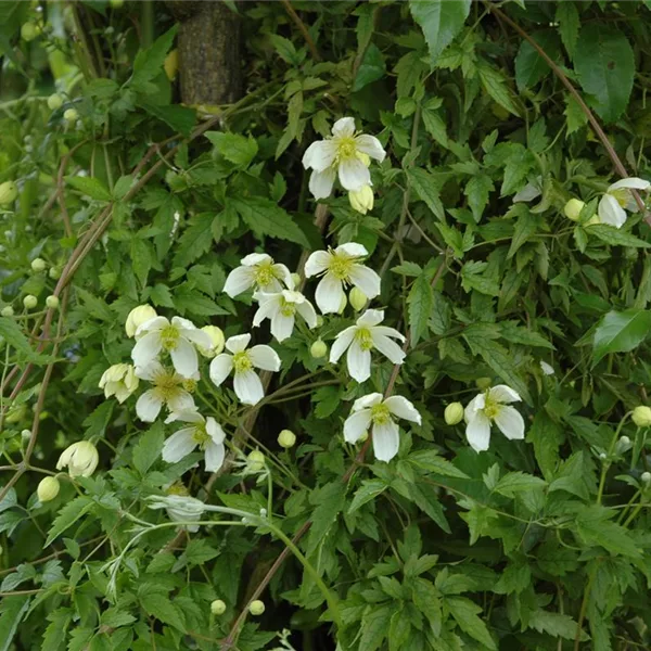 Clematis montana 'Superba'