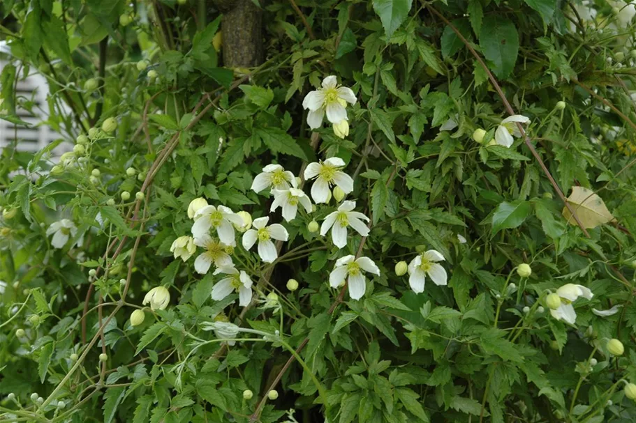 Clematis montana 'Grandiflora' Topfgröße 2 Liter, Höhe 60-100cm