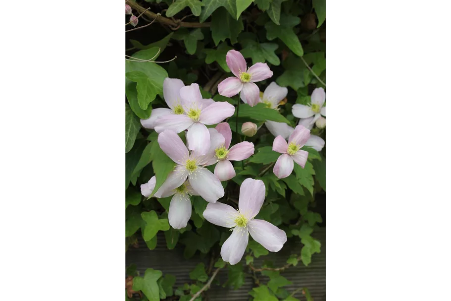 Clematis montana 'Rubens' Topfgröße 2 Liter, Höhe 60-100cm