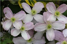 Clematis montana 'Rubens' Topfgröße 2 Liter, Höhe 60-100cm