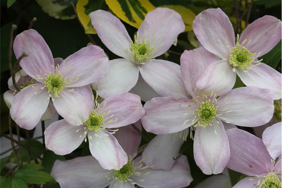 Clematis montana 'Rubens' Topfgröße 2 Liter, Höhe 60-100cm