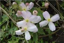 Clematis montana 'Rubens' Topfgröße 2 Liter, Höhe 60-100cm