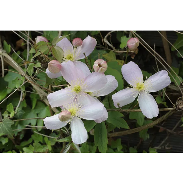 Clematis montana 'Rubens'