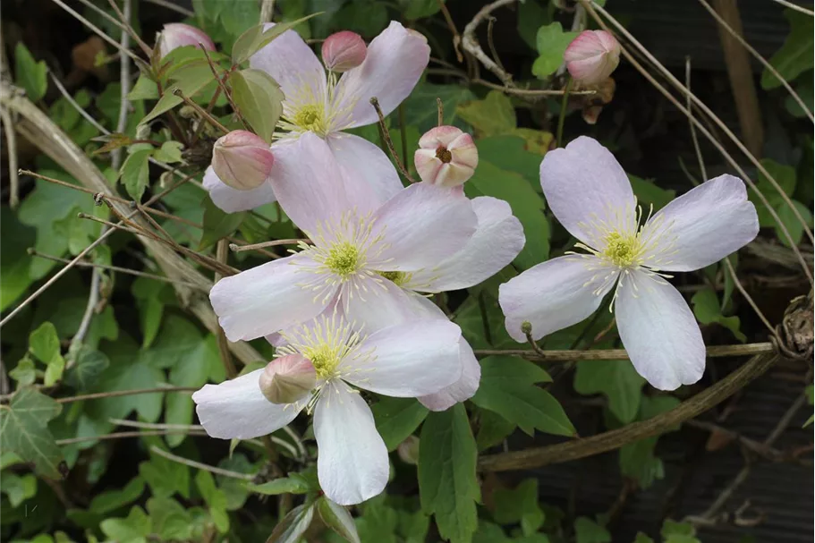 Clematis montana 'Rubens' Topfgröße 2 Liter, Höhe 60-100cm