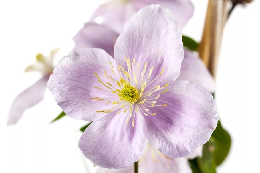 Clematis montana 'Rubens' Topfgröße 2 Liter, Höhe 60-100cm