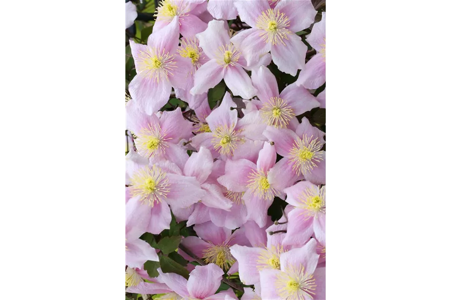 Clematis montana 'Mayleen' Topfgröße 2 Liter, Höhe 60-100cm