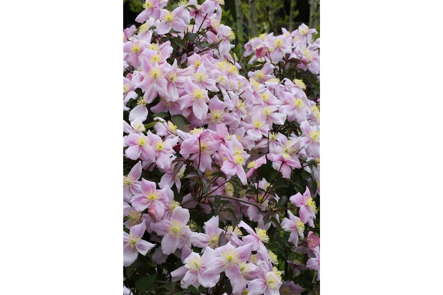 Clematis montana 'Mayleen' Topfgröße 2 Liter, Höhe 60-100cm