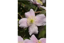 Clematis montana 'Mayleen' Topfgröße 2 Liter, Höhe 60-100cm