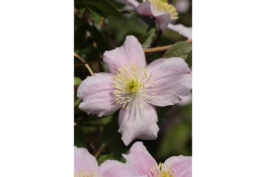 Clematis montana 'Mayleen' Topfgröße 2 Liter, Höhe 60-100cm