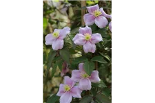 Clematis montana 'Mayleen' Topfgröße 2 Liter, Höhe 60-100cm